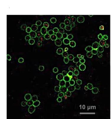 Open access visualization of Microscopy, Fluorescence Confocal Microscopy, Chimeric Cells, Conn A-FITC, Cyanobacteria