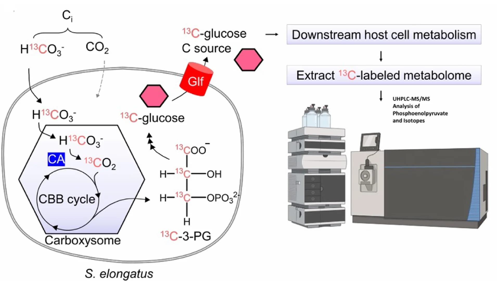 Open access visualization of Workflow, Illustration, Inorganic Carbon, Syn7942, 13 C-labeled HCO 3