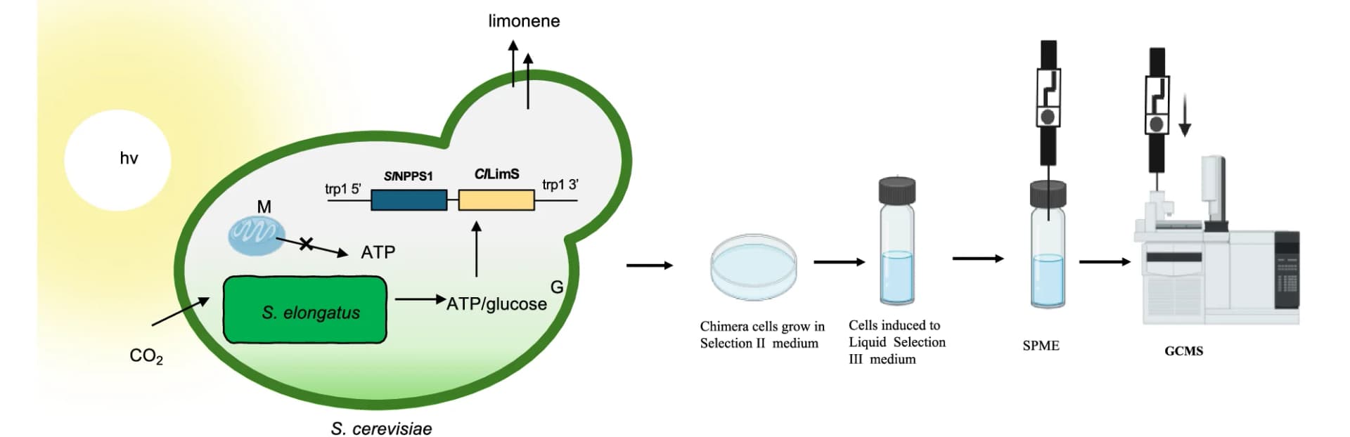 Open access visualization of Workflow, Illustration, Cyanobacterial Photosynthesis, Yeast Metabolism, Endosymbiosis