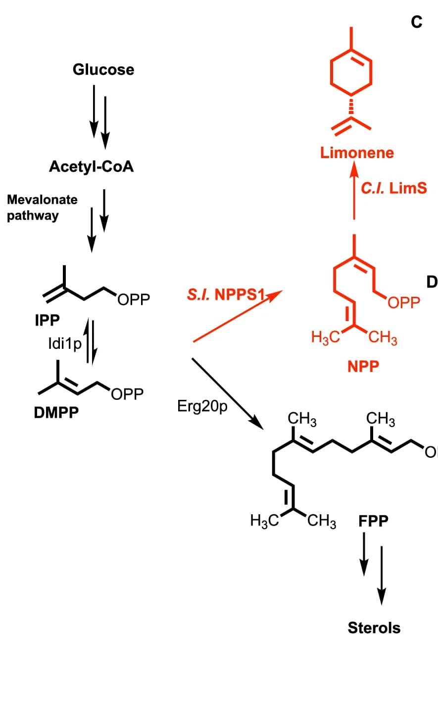 Open access visualization of Workflow, Pathway, Chemical Structure, Limonene Production, Metabolic Engineering