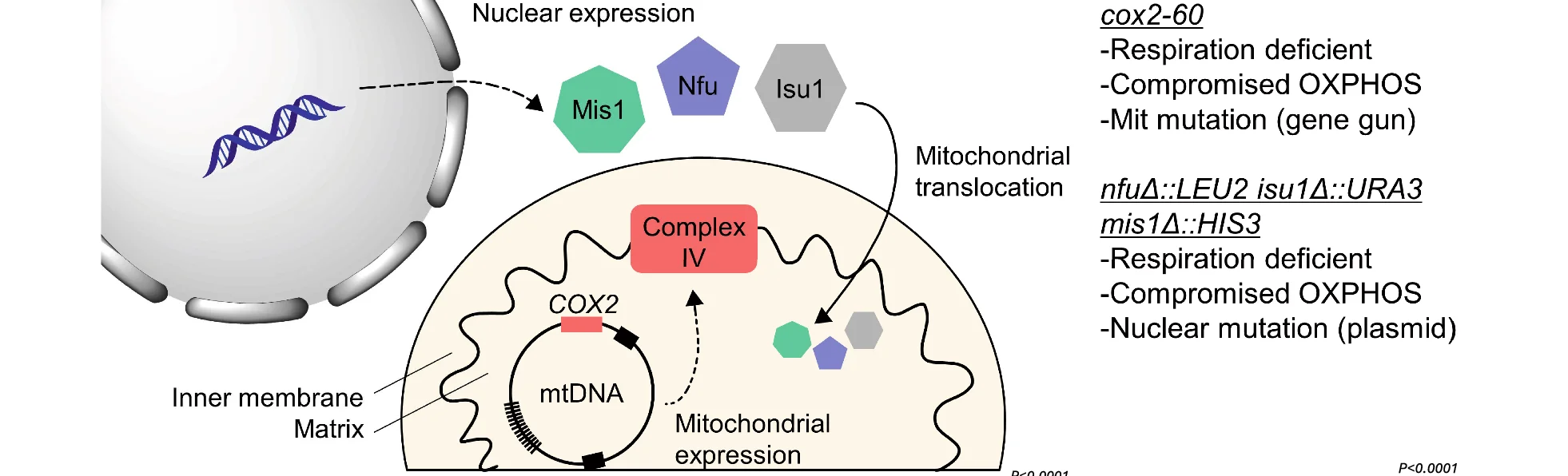 Open access visualization of Workflow, Illustration, Yeast, Glycerol, Nfu1 Protein