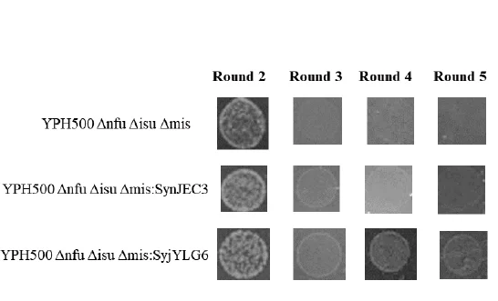 Open access visualization of Photo, S. cerevisiae, SynYLG6 Chimeras, Selection Medium, Yeast