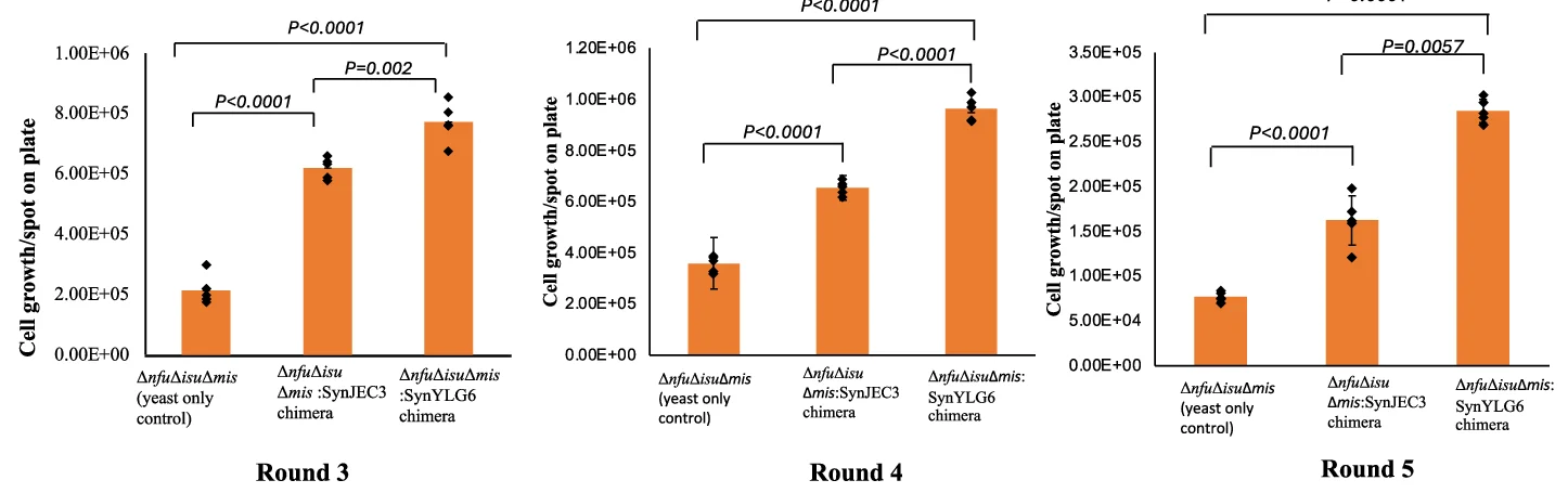 Open access visualization of Bar Plot, Error Bars, S. cerevisiae, SynJEC3, SynYLG6 Chimeras