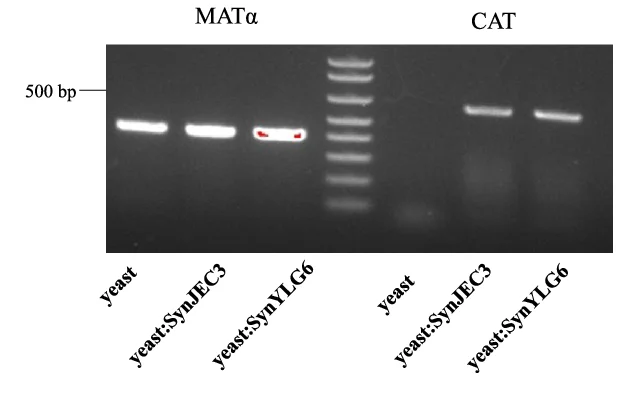 Open access visualization of Gel, DNA, Yeast, SynJEC3, SynYLG6 Chimeras