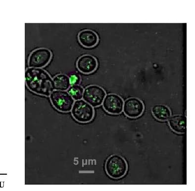 Open access visualization of Microscopy, pTIRF Microscopy, Chimeric Cells, Selection Conditions, Brightfield Microscopy