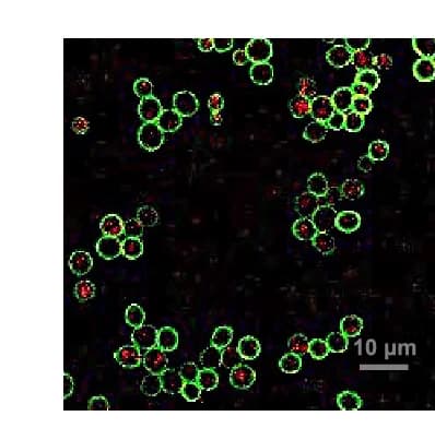 Open access visualization of Microscopy, Fluorescence Confocal Microscopy, Chimeric Cells, Selection Conditions
