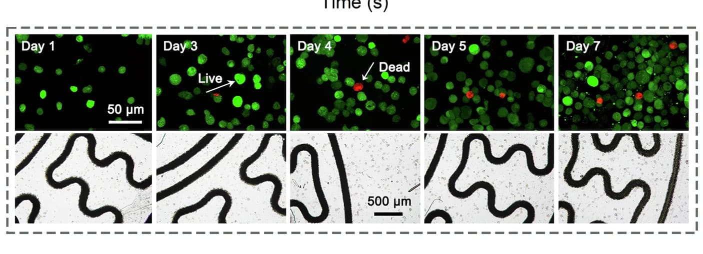 Open access visualization of Microscopy, Cytotoxicity Tests, Fluorescent Photographs, Optical Photographs
