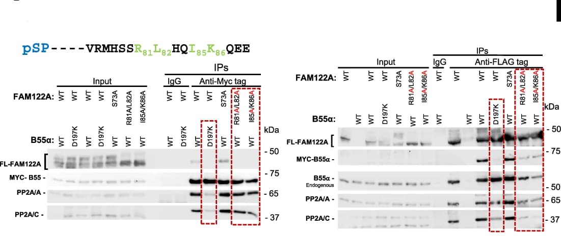 Open access visualization of Gel, HEK293T Cells, FLAG-FAM122A, Myc-B55alpha, Western Blot
