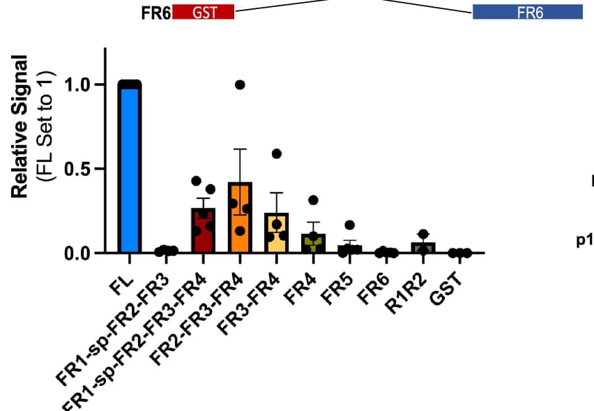 Open access visualization of Bar Plot, Error Bars, Scatter Plot, GST-FAM122A, Pulldown Assay