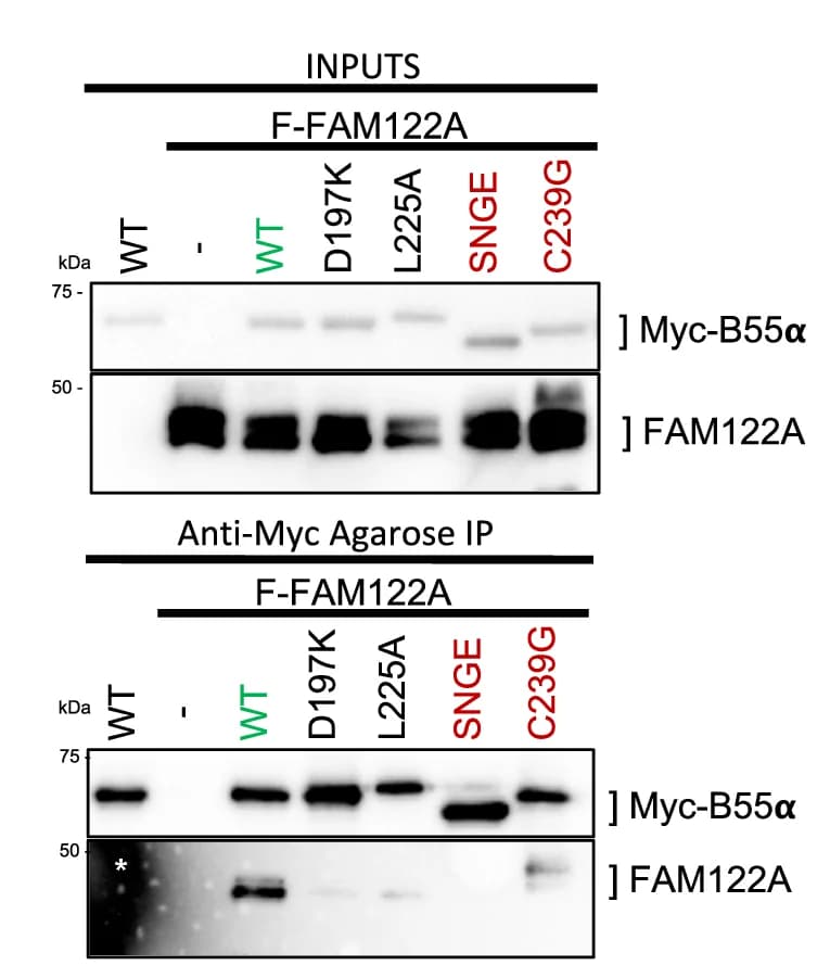 Open access visualization of Gel, anti-Myc IPs, HEK293T, FLAG-FAM122A, Myc-B55α