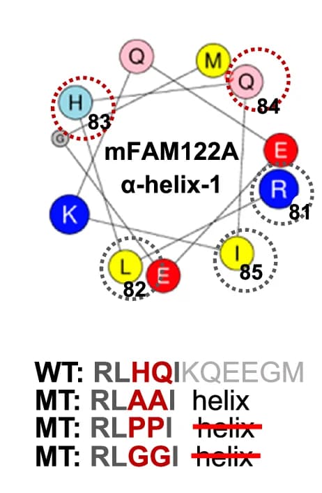 Open access visualization of Protein Structure, Chemical Structure, mFAM122A, α-helix-1, HeliQuest tool