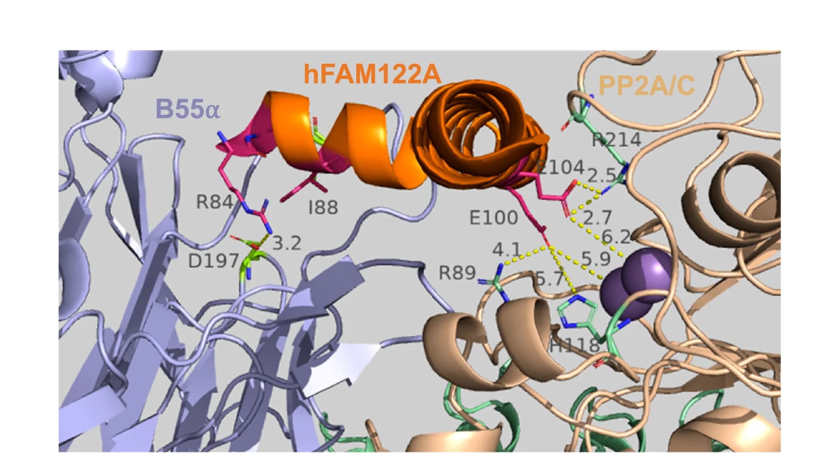 Open access visualization of Protein Structure, Chemical Structure, AlphaFold-Multimer v2.3, hFAM122A, PP2A/B55 Holoenzyme