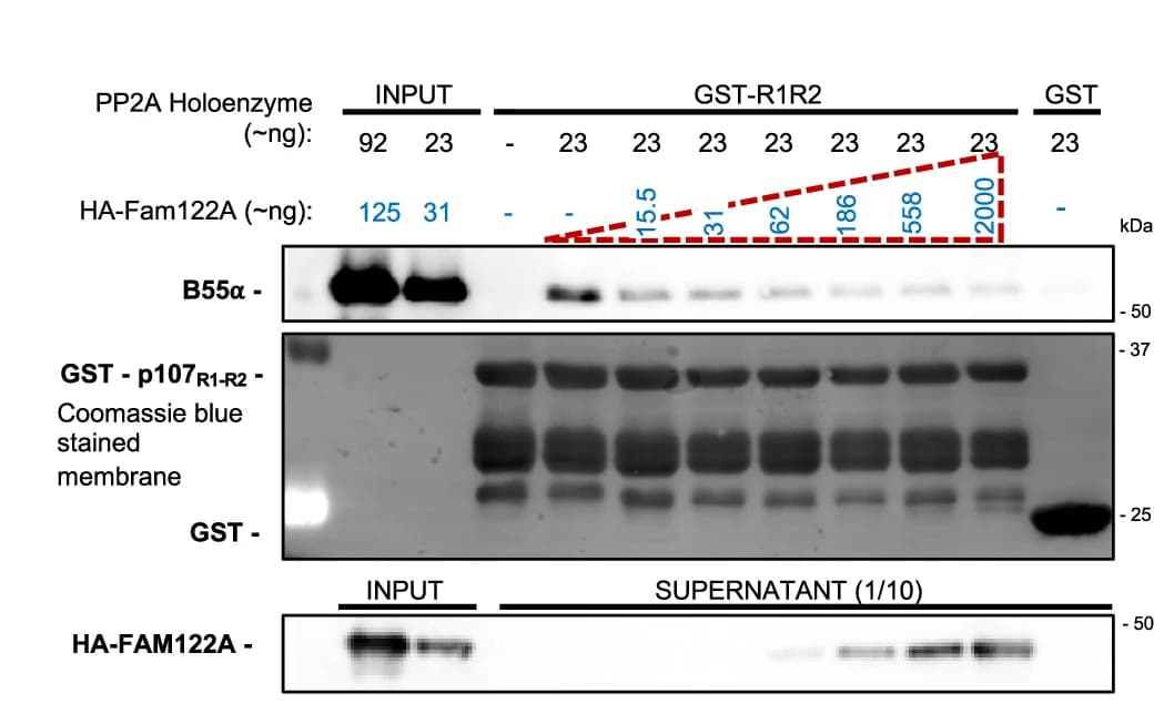 Open access visualization of Gel, PP2A/B55alpha Holoenzymes, HA-FAM122A, GST-p107-R1R2, Pull-Downs