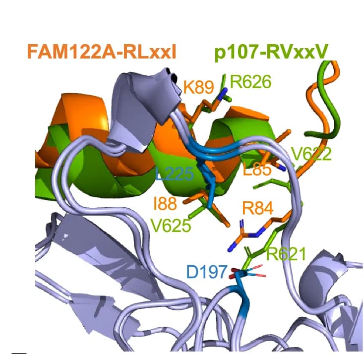 Open access visualization of Protein Structure, AlphaFold-Multimer Model, Predicted Helix, hFAM122A, SLiM Residues