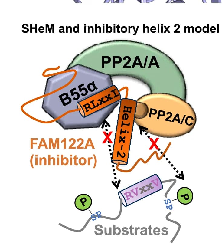 Open access visualization of Illustration, Workflow, Flowchart, Schematic Representation, SHeM Mechanism