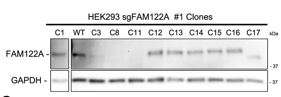 Open access visualization of Gel, Western Blot, CRISPR, HEK293 Cells, FAM122A
