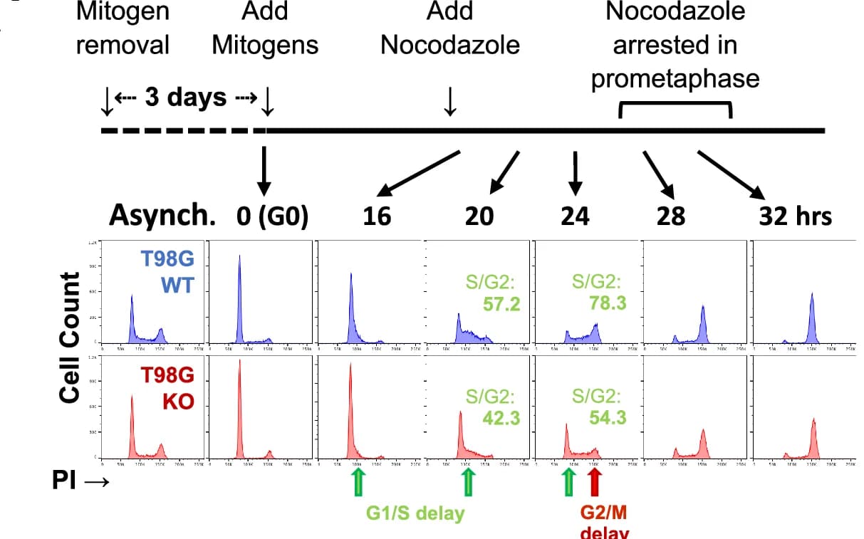 Open access visualization of Line Plot, Workflow, FAM122A-WT Cells, FAM122A-KO Cells, T98G Cells