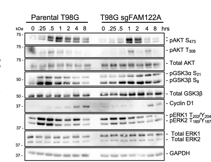 Open access visualization of Gel, FAM122A KO, Mitogenic Signaling Pathways, Cyclin D1, Serum Starvation