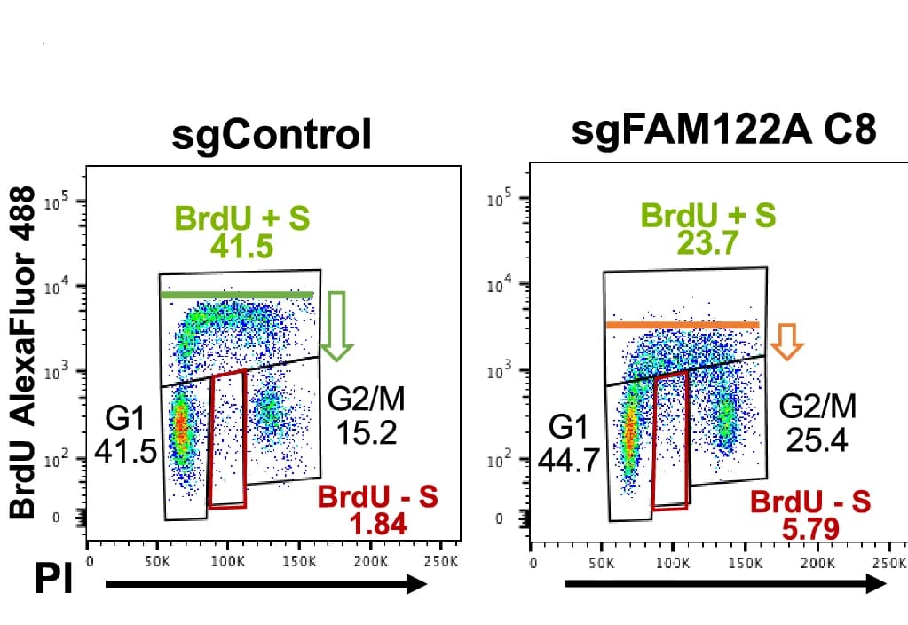 Open access visualization of Scatter Plot, FAM122A KO, HEK293 Cells, BrdU incorporation, S Phase