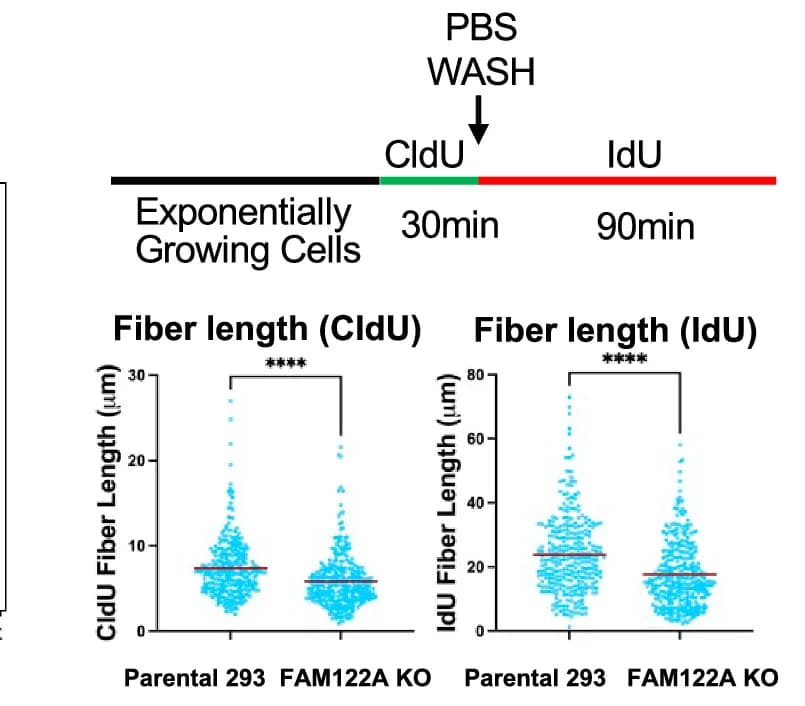 Open access visualization of Scatter Plot, HEK293 Cells, FAM122A KO, CldU Incorporation, IdU Incorporation