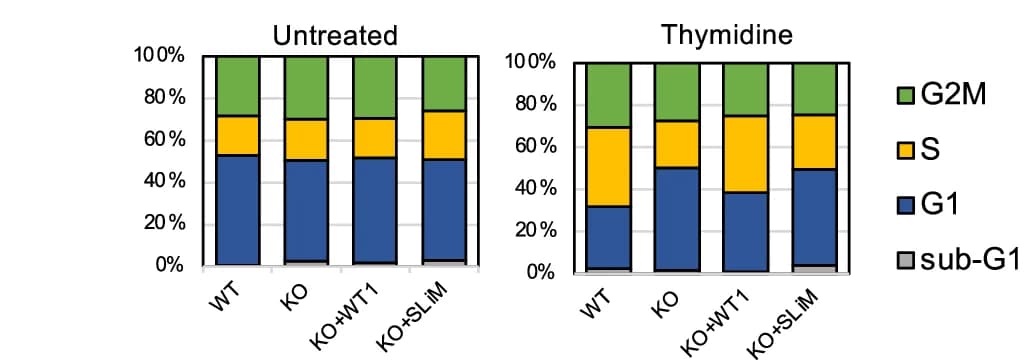 Open access visualization of Stacked Bar Plot, HEK293 Cells, FAM122A KO, GFP-FAM122A WT, SLiM-MT