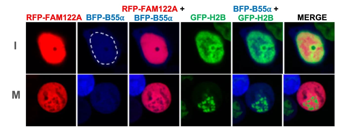 Open access visualization of Microscopy, mRFP-FAM122A, BFP-B55alpha, GFP-h-H2B, HEK293T Cells