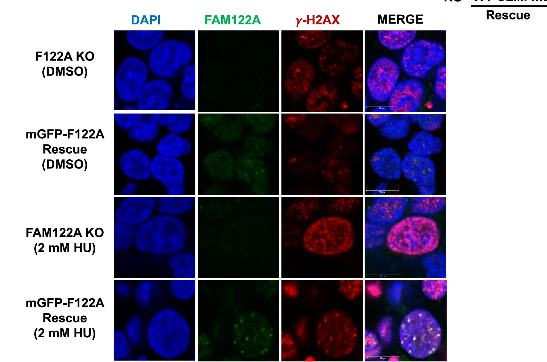 Open access visualization of Microscopy, FAM122A KO, HEK293 Cells, Hydroxyurea, Immunofluorescence