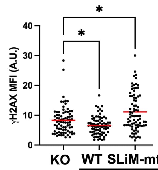 Open access visualization of Scatter Plot, FAM122A KO, FAM122A, HEK293 Cells, Hydroxyurea