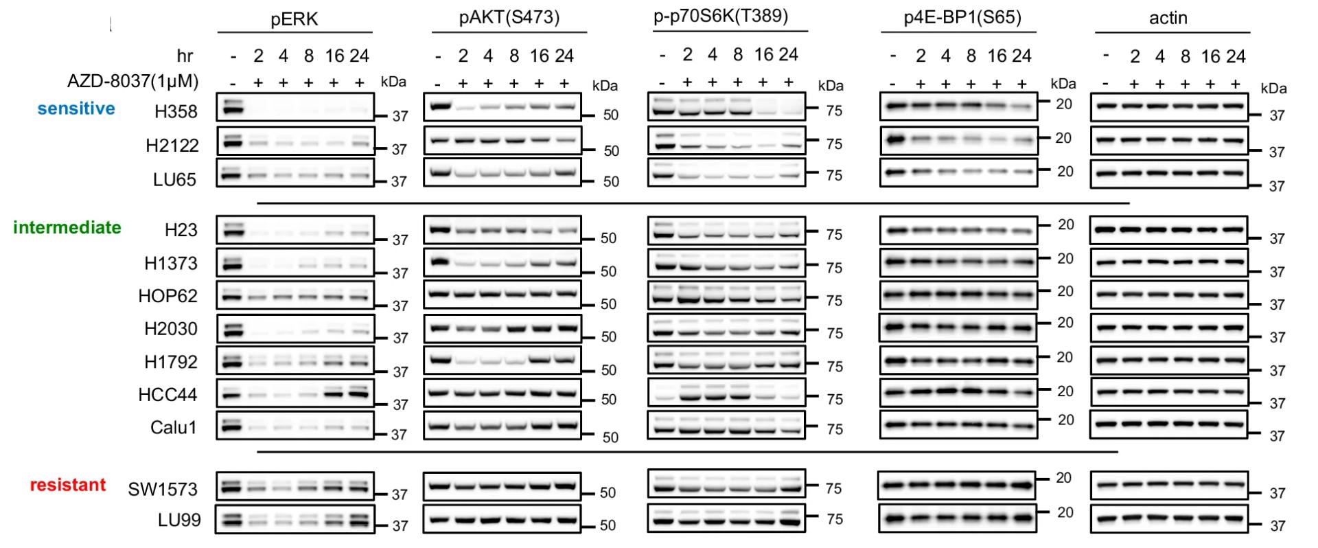 Open access visualization of Gel, Immunoblots, KRAS G12C Mutant Cell Lines, Cell Viability, Phosphorylated Protein
