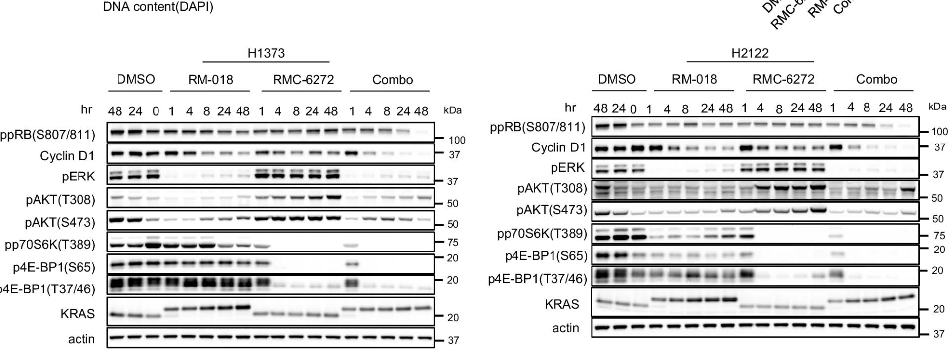 Open access visualization of Gel, H1373 Cells, H2122 Cells, RM-018, RMC-6272