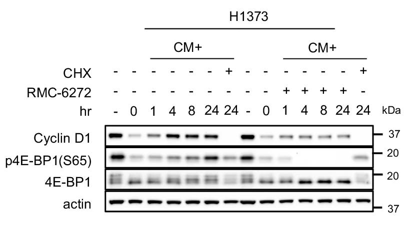 Open access visualization of Gel, H1373 Cells, Methionine Starvation, Complete Media, RMC-6272