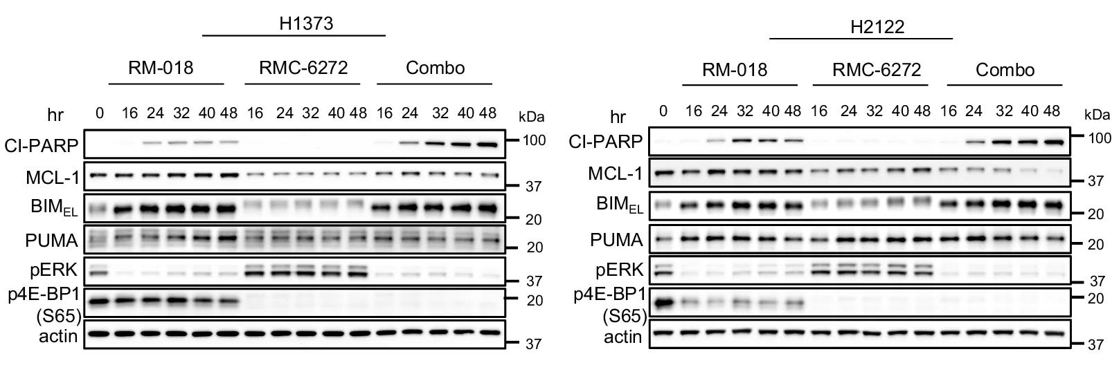Open access visualization of Gel, Immunoblot, H1373 Cells, H2122 Cells, RM-018