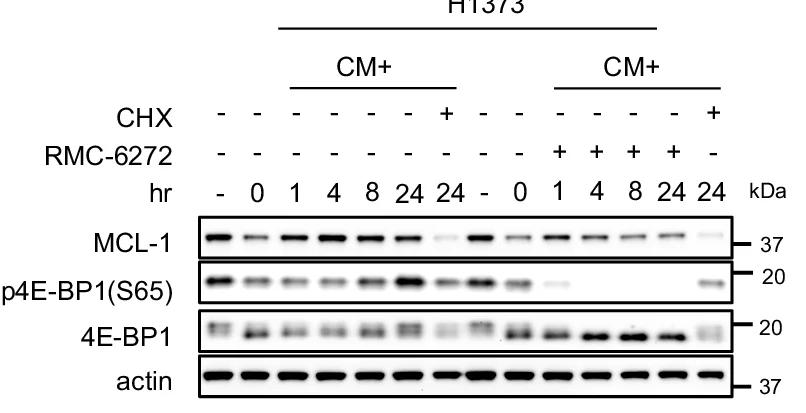 Open access visualization of Gel, H1373 Cells, Methionine-Starved Medium, RMC-6272, Cycloheximide