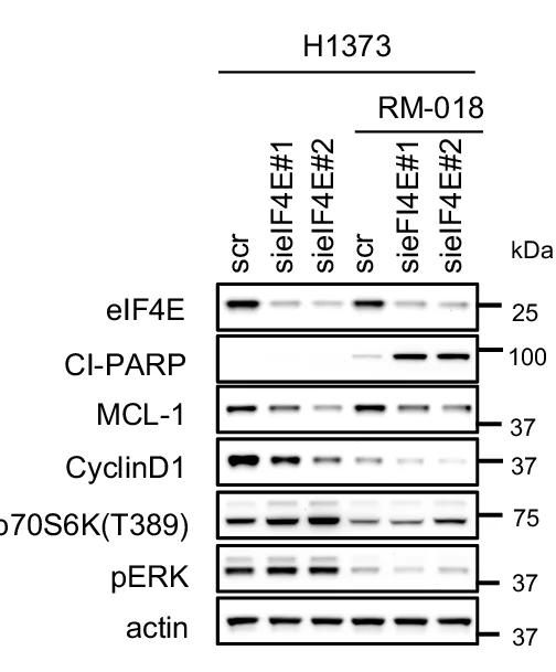 Open access visualization of Gel, H1373 Cells, H2122 Cells, siRNA, eIF4E