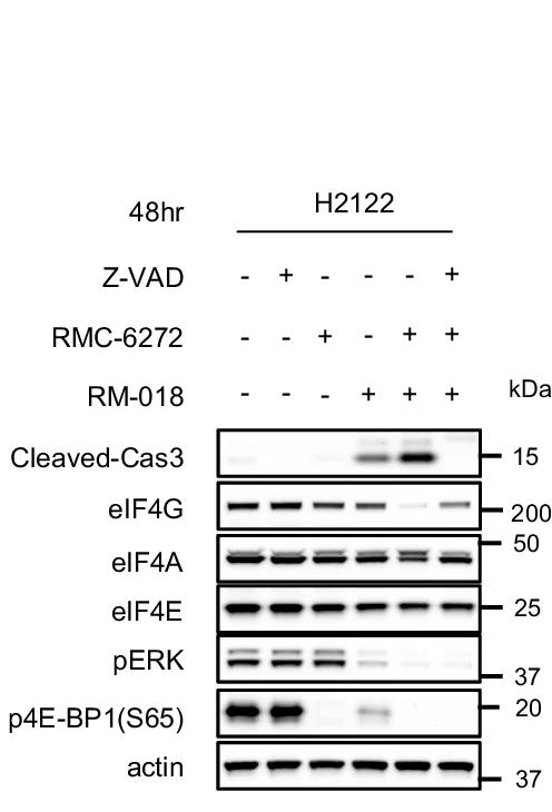 Open access visualization of Gel, H2122 Cells, Z-VAD-FMK, RMC-6272, RM-018