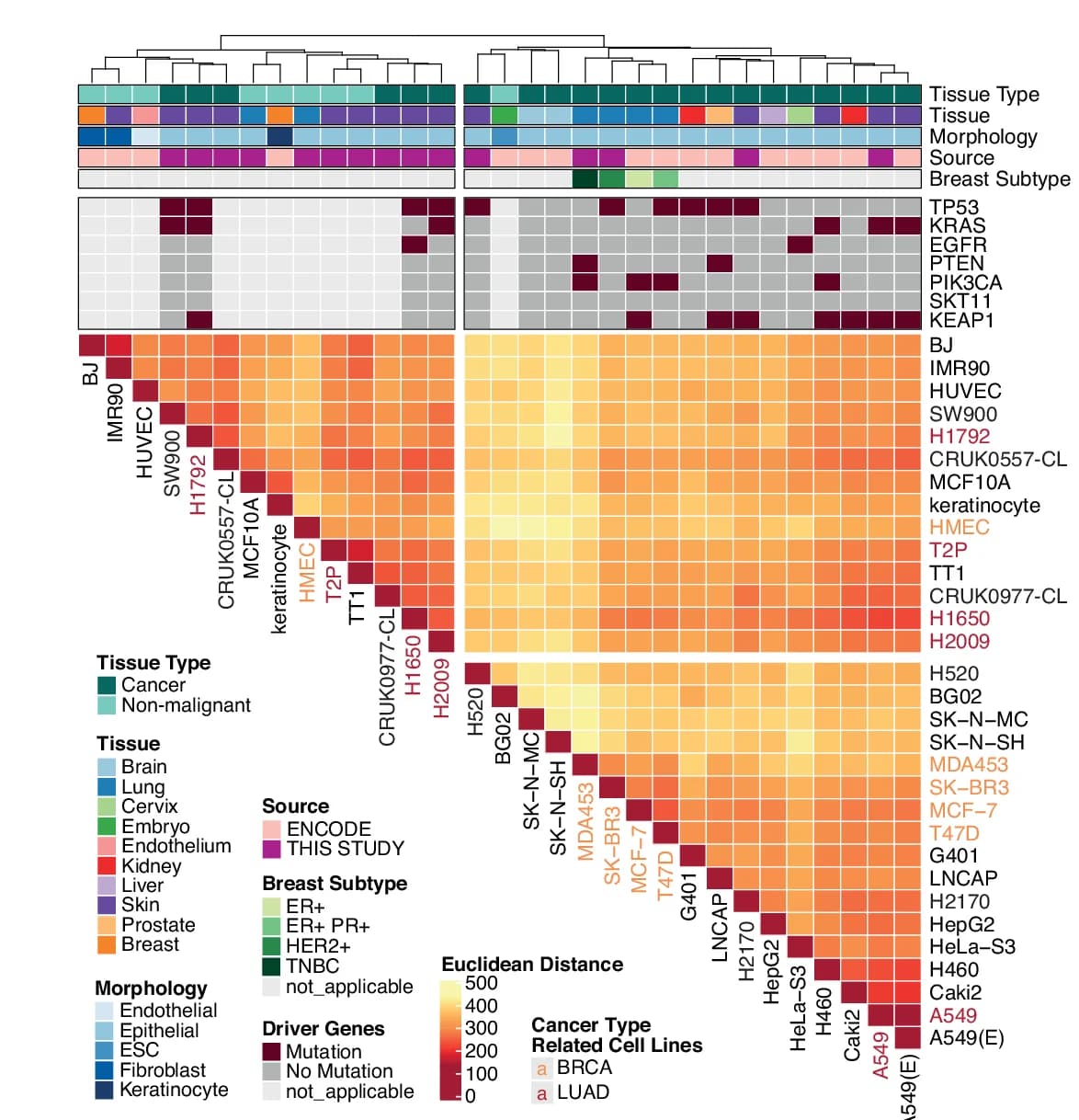 Open access visualization of Heatmap, Clustered, Hierarchical Clustering, Replication Timing Signals, Genomic Windows