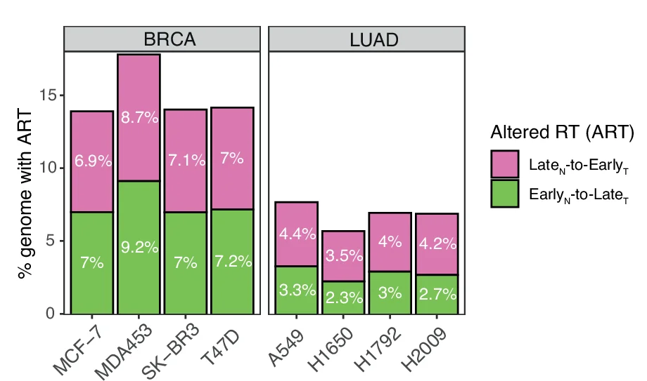 Open access visualization of Stacked Bar Plot, Genome, Altered Replication Timing, ART, Breast Carcinoma
