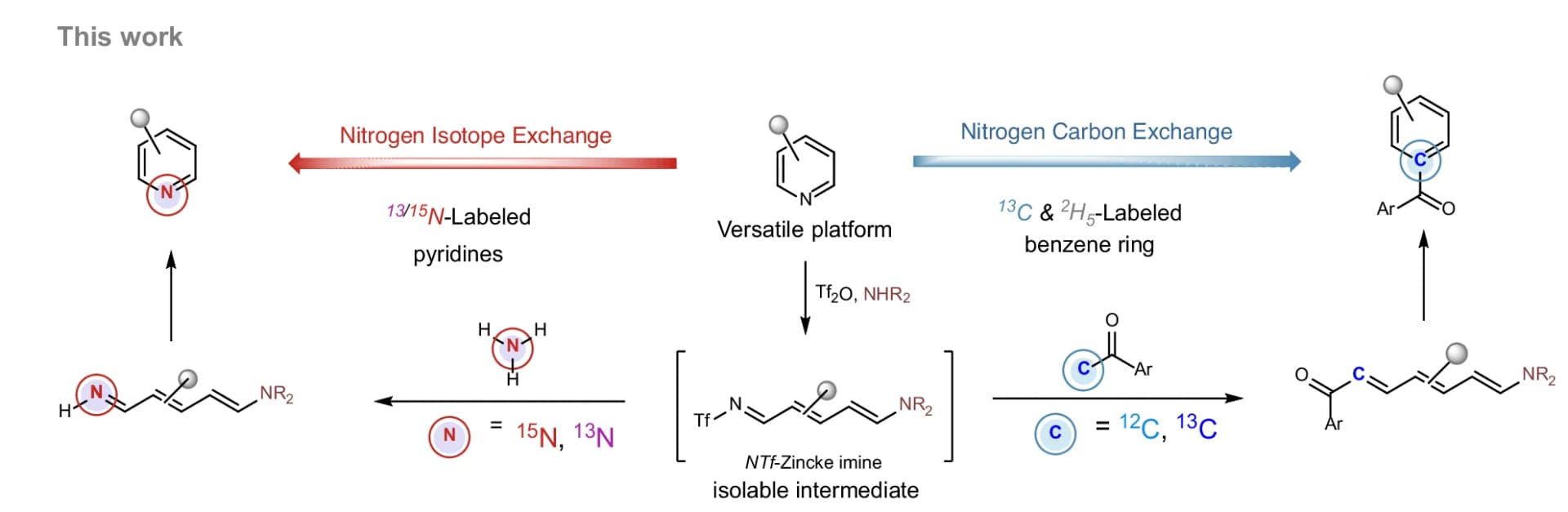 Open access visualization of Workflow, Flowchart, Nitrogen Isotope Exchange, Nitrogen-to-Carbon Replacement, Benzene Labeling