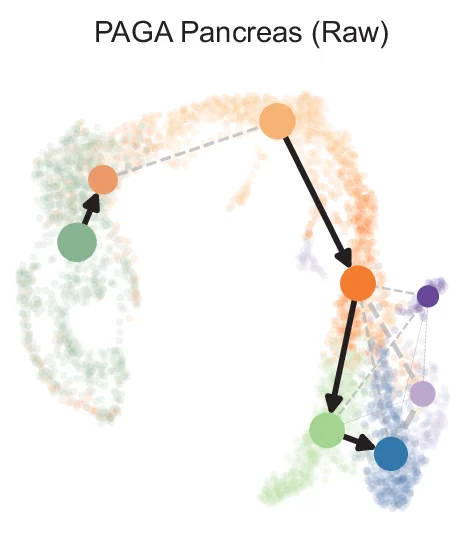 Open access visualization of Network, Scatter Plot, Directed Graph, UMAP Embedding, Pancreas Dataset