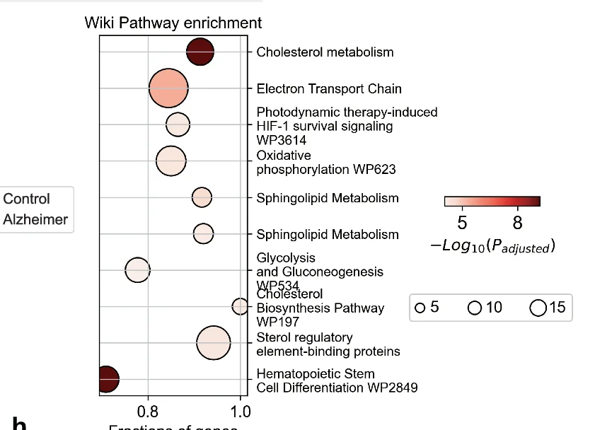 Open access visualization of Bubble Plot, WikiPathways, Enrichment Analysis, Gene Count, P-value
