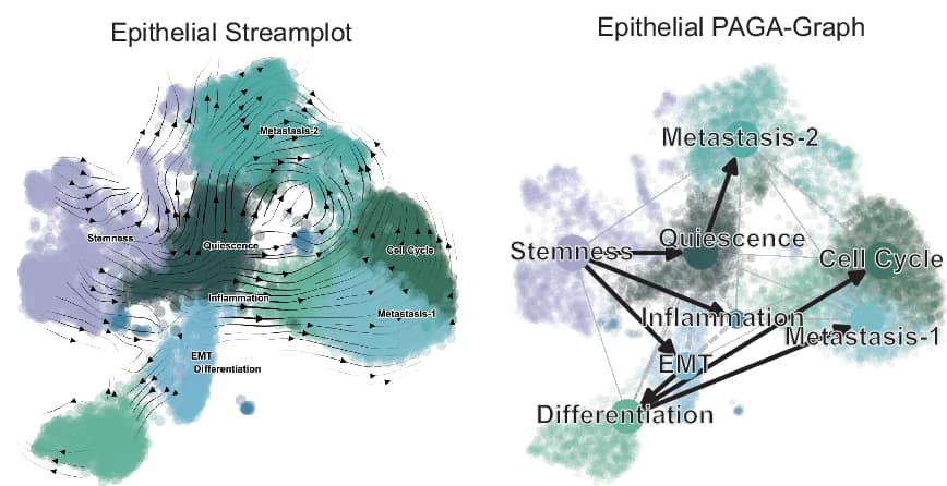 Open access visualization of Network, Sankey, Scatter Plot, UMAP Plot, Epithelial Cell Subpopulations