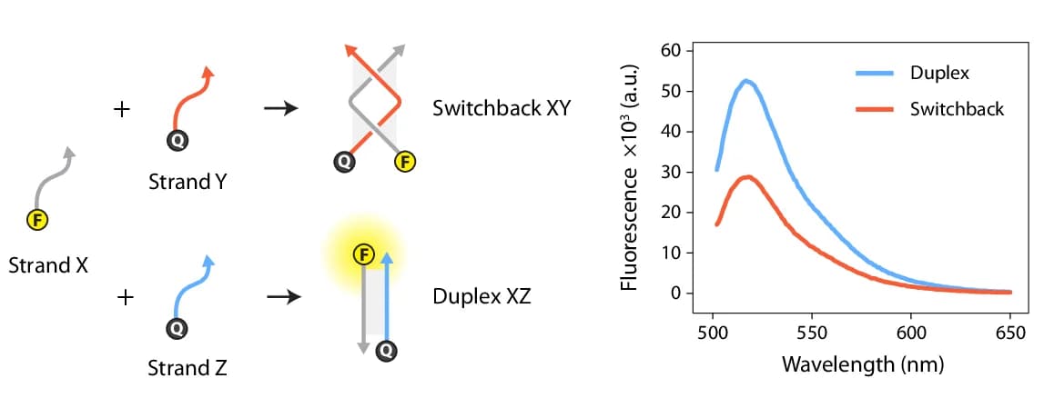 Open access visualization of Line Plot, Workflow, Illustration, Fluorescence, Switchback DNA