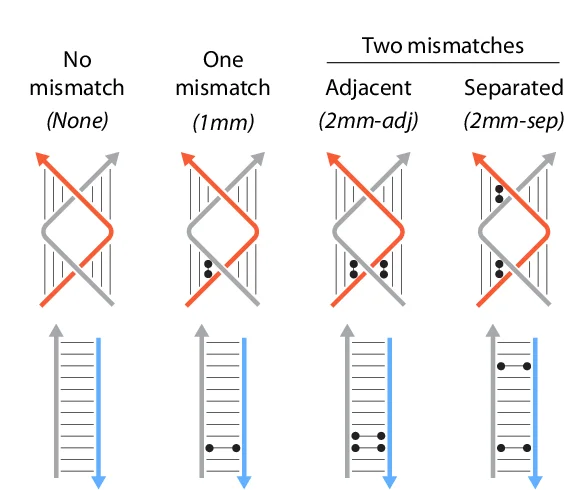 Open access visualization of Illustration, Switchback DNA, Conventional Duplex, Mismatches, Scheme