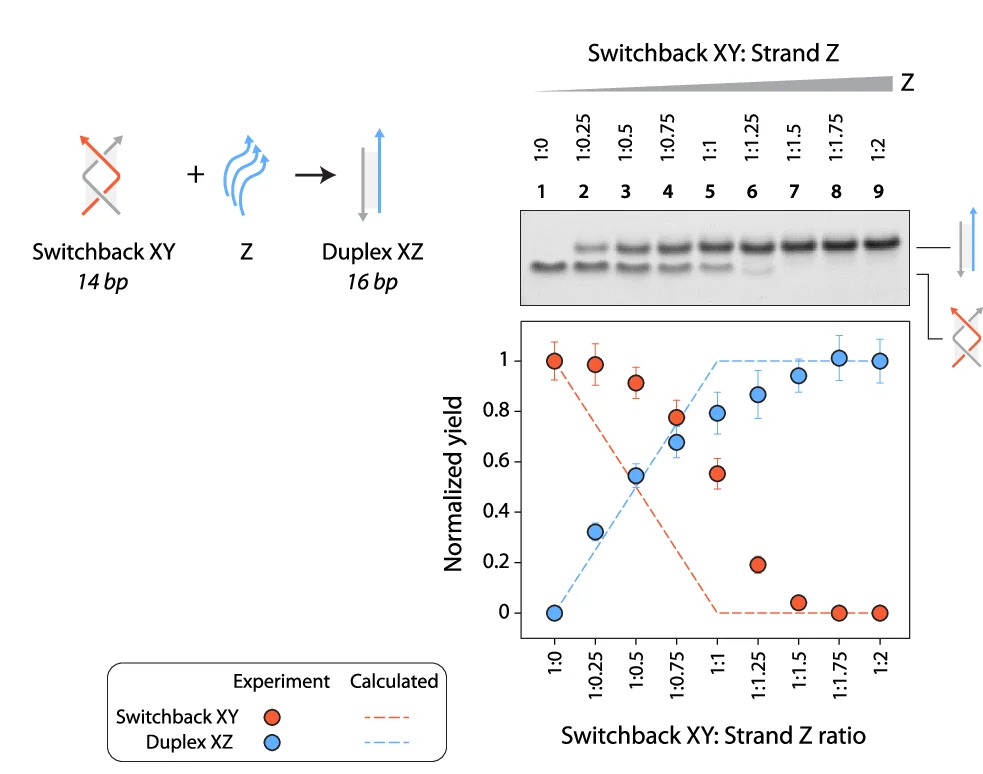 Open access visualization of Line Plot, Error Bars, Gel, Photo, Heterodimer Switchback