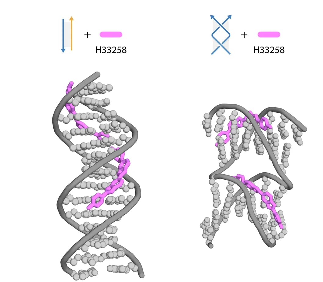 Open access visualization of Protein Structure, Chemical Structure, Molecular Docking Analysis, Switchback DNA, H33258