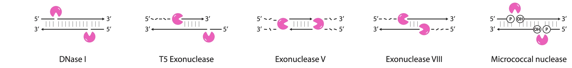 Open access visualization of Illustration, Duplexes, Nucleases