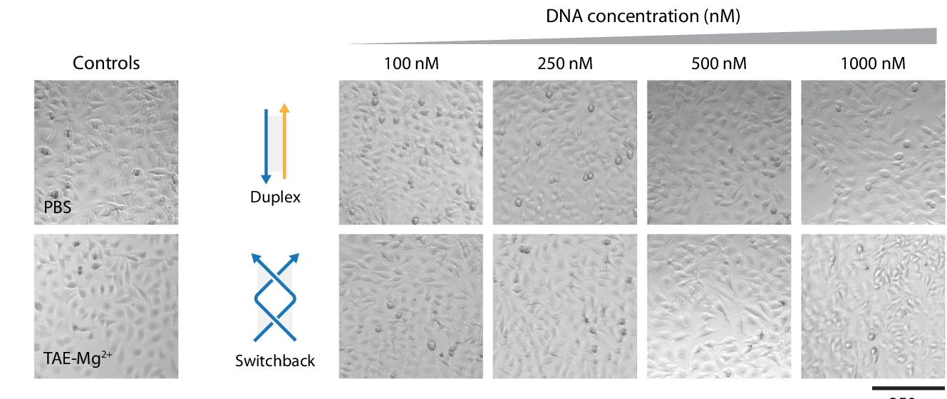 Open access visualization of Microscopy, Brightfield Microscopy, Cells, Duplex DNA, Switchback DNA