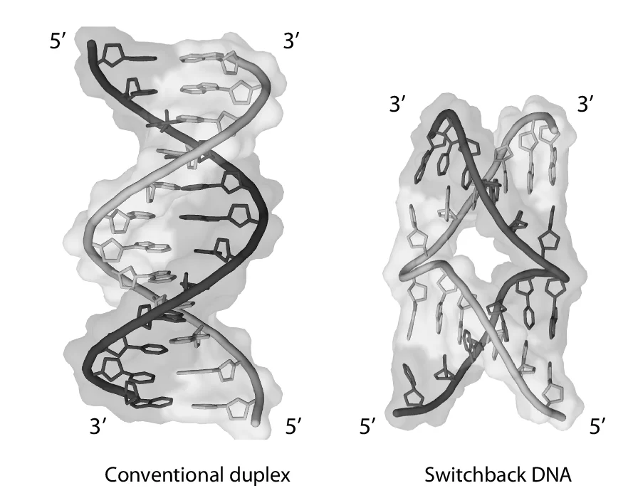 Open access visualization of Protein Structure, Chemical Structure, Repeat Sequences, Duplex DNA, Switchback DNA