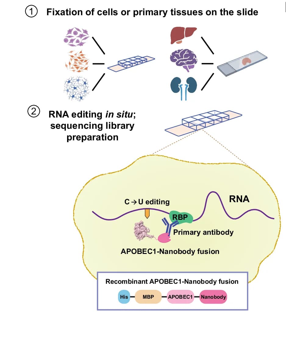 Open access visualization of Workflow, Illustration, RBP Targeting Antibody, APO1-Nb, RNA Editing