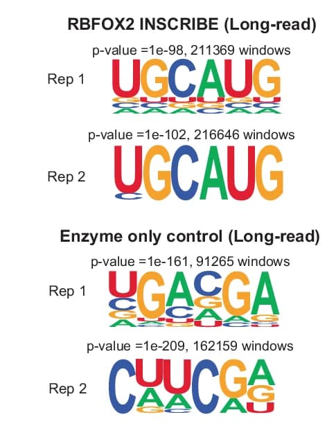 Open access visualization of Illustration, Motif Discovery, PacBio Sequencing, INSCRIBE, RBFOX2